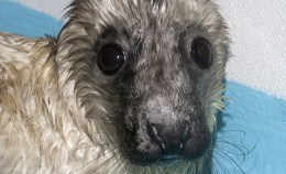 Local Seals Give Birth