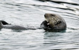 The Incredible Shrinking of the Sea Otters