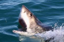 Great White Sharks