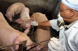 Swine Flu Goes Person-to-Pig; Could It Jump Back?