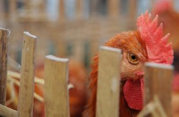 Sonoma Electricity May Come from Chicken Poop