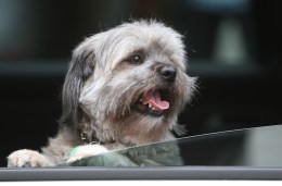 Riding in Cars With Dogs