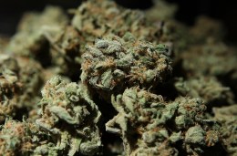 Can Pot Help Rescue California?