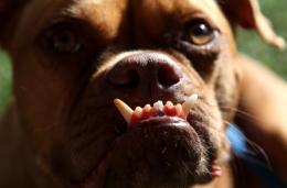 A Sweet Look Back: World's Ugliest Dogs
