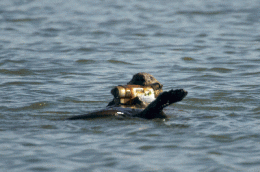 Monterey Otter Turns Camera on Photographer