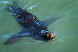 Local Sea Lions Released into the Wild