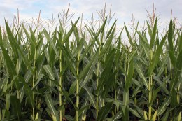 Food: the State's Largest Trash Crop