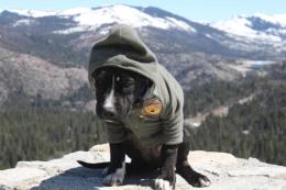 Charlie the Dog in Pictures