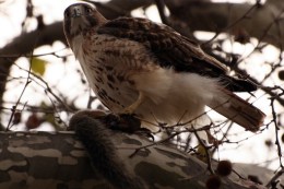 Hawk Drops Puppy From Sky
