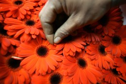 Floral Farms Bring Rose Parade Back to its Roots