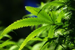 Budding Crime Wave in Castro Valley