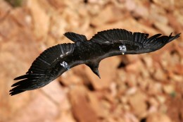 Calif. Condor Found Shot with Illegal Ammo