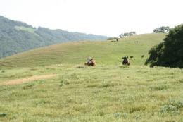 Sonoma Aims to Keep Them Down on the Farm