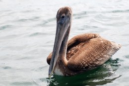 Birds Are Losing the Climate Change Battle