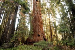 Seeing the Forest, and the Trees, and Loving Them