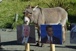 An Ass Picks McCain and an Elephant Leans Obama