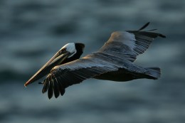Cause of Dead Pelicans Baffles Calif. Rescuers