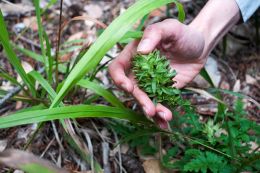 Boy Scouts, Whistle Blower Dispute Rare Plant's Destruction