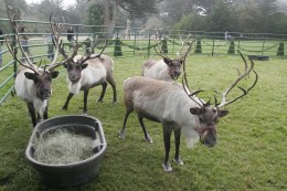 Christmas Comes Early to San Francisco Zoo