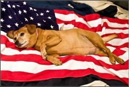 Patriotic Pups