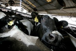 New Zealand Cows Audition for California Jobs