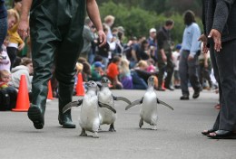 The Real March of the Penguins