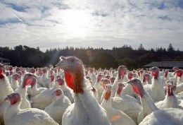 PETA's Plea: Give Faux Fowl a Chance