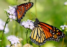 Monarch Butterflies Bid Farewell