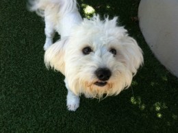 Oakland Animal Services Adoptathon