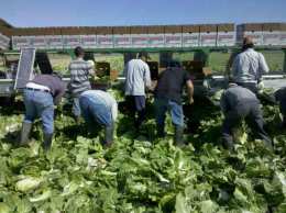 United Farm Workers Ask Americans to "Take Our Jobs"