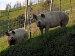 Should We Pig Out for Haiti?