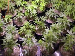 Pot Garden Sparks Oakland Building Blaze