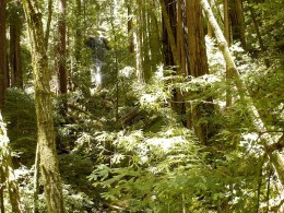 Fewer Days of Fog May Doom Redwoods