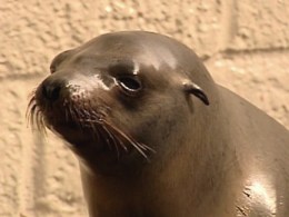 Sea Lion Die-Off Puzzles Marine Experts