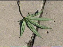 Oakland Pot Growers: Don't Wal-Mart Our Weed