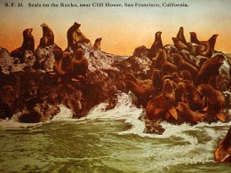 Sea Lions Seen at Seal Rocks Again