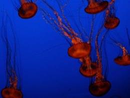 Whole Food Teams Up With Monterey Bay Aquarium