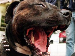 Pit Bulls Maul, Kill Chihuahua "Rosie"
