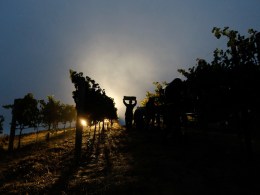 Vinters Need a Drink After This Harvest Year