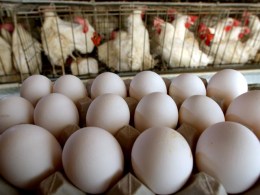 Egg Scare Boosts Home Grown Version