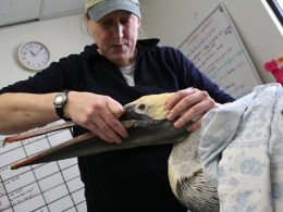 The Problem With the Pelicans