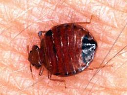 Bud Bug Epidemic Spreads