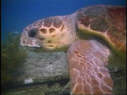 Sea Turtles