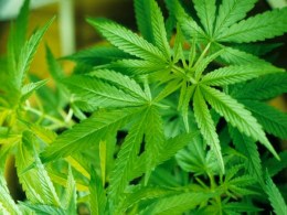 Record High: Authorities Seize 5 Million Marijuana Plants