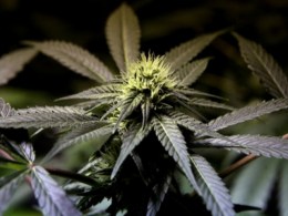 10,500 Pot Plants Found in N. Bay Garden