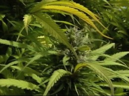 Holder Hints at Ending DEA Raids on Medical Marijuana