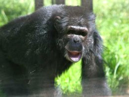 Retired Entertainers Find New Home in Oakland Zoo