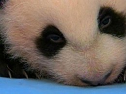 Panda Cub Is 'Crawling'