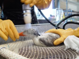 Gulf Oil Spill Rescuer Shares Story in Pictures