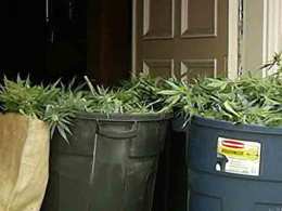 Skunky Pot Leads to Big Bust in SF